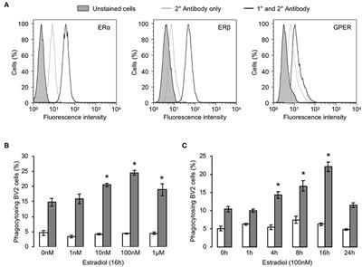 Estrogen Promotes Pro-resolving Microglial Behavior and Phagocytic Cell Clearance Through the Actions of Annexin A1